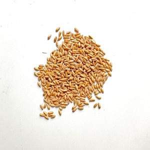Dinkel