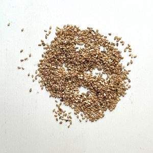 Sesam